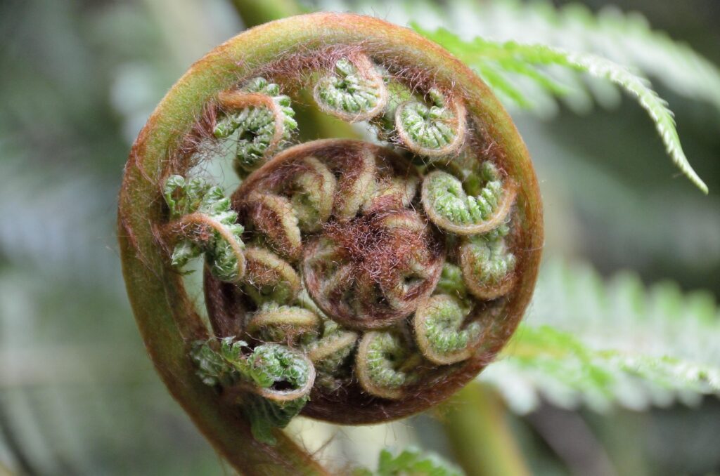 Fern spiral